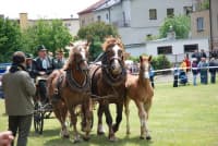 Krajský den koně v Lomnice n. P.